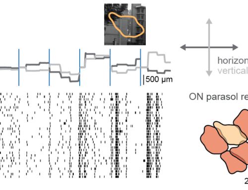 Karamanlis et al, Nature 2025